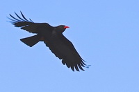 Pyrrhocorax pyrrhocorax